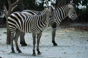 ZEBRA (10)
